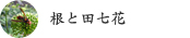 根と田七花