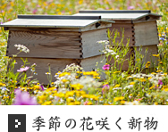 季節の花咲く新物
