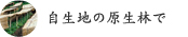 自生地の原生林で