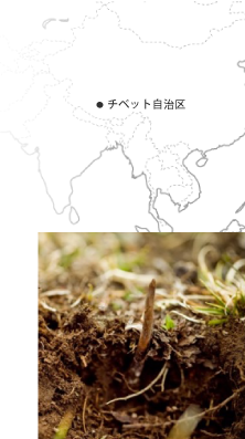 チベット高原産の冬虫夏草菌から、純粋培養された冬虫夏草です。