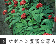 サポニン豊富な蕾も サポニン豊富な蕾も